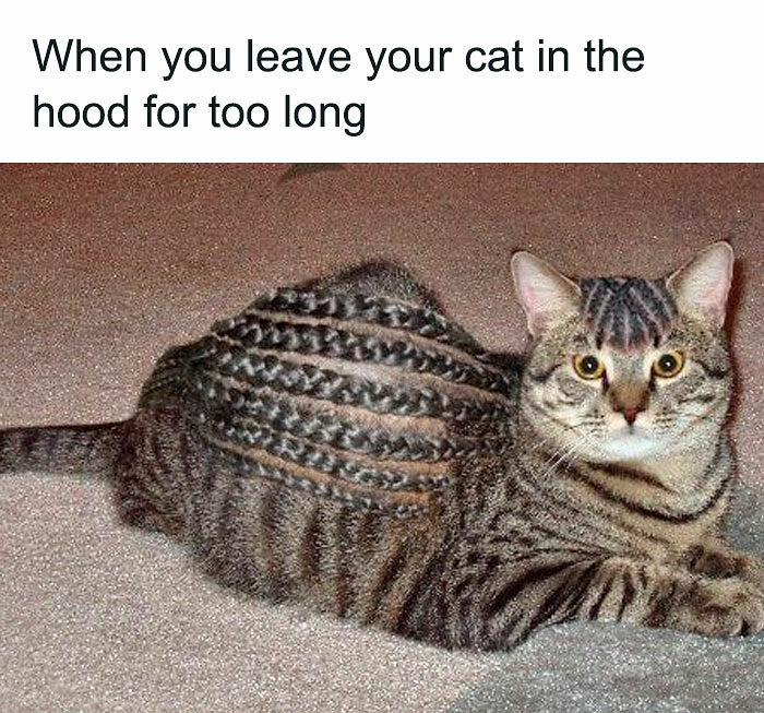 77 Memes That Have No Reason To Be This Funny