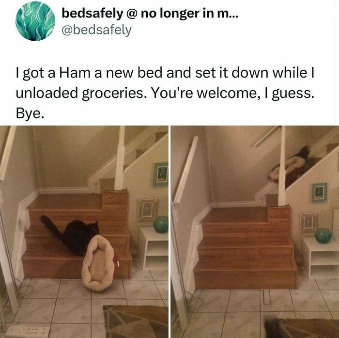 50 Times Cats Were “Weird Little Guys” And Got Featured On This Popular IG Account (New Pics) 50 Times Cats Were “Weird Little Guys” And Got Featured On This Popular IG Account (New Pics)