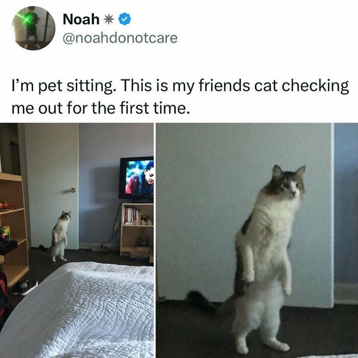 50 Times Cats Were “Weird Little Guys” And Got Featured On This Popular IG Account (New Pics) 50 Times Cats Were “Weird Little Guys” And Got Featured On This Popular IG Account (New Pics)