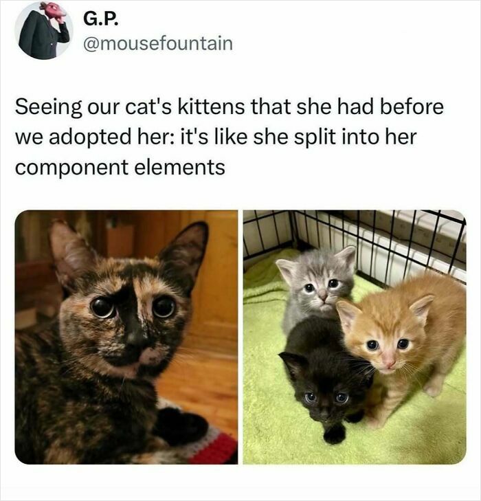 50 Times Cats Were “Weird Little Guys” And Got Featured On This Popular IG Account (New Pics) 50 Times Cats Were “Weird Little Guys” And Got Featured On This Popular IG Account (New Pics)