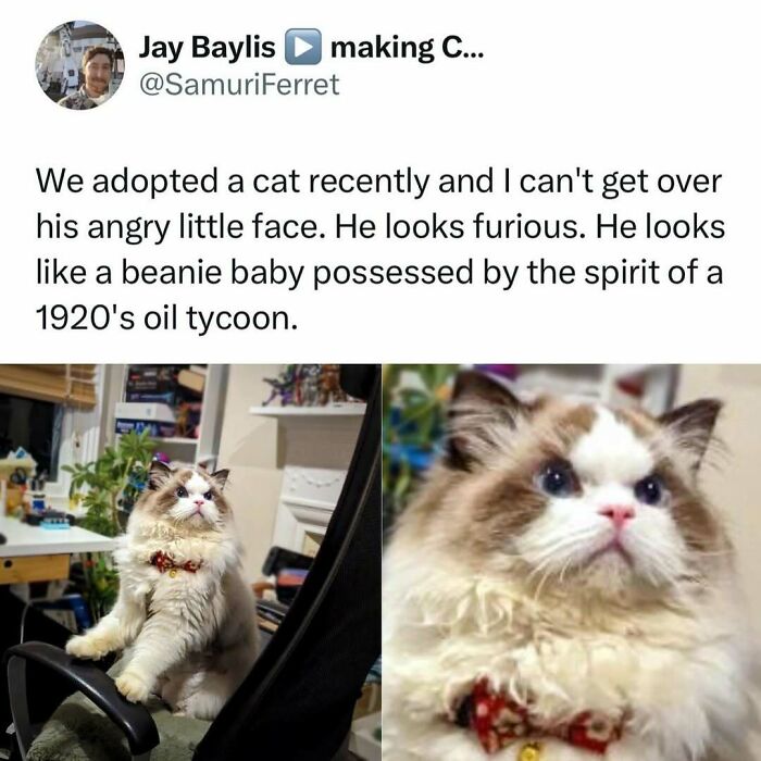 50 Times Cats Were “Weird Little Guys” And Got Featured On This Popular IG Account (New Pics) 50 Times Cats Were “Weird Little Guys” And Got Featured On This Popular IG Account (New Pics)