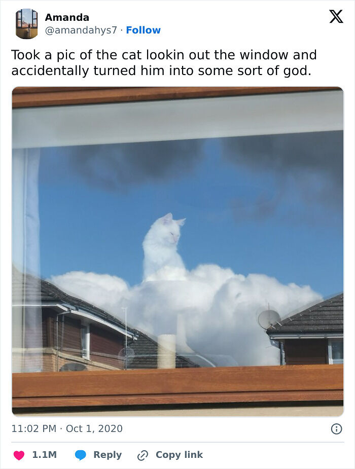 50 Times Cats Were “Weird Little Guys” And Got Featured On This Popular IG Account (New Pics) 50 Times Cats Were “Weird Little Guys” And Got Featured On This Popular IG Account (New Pics)