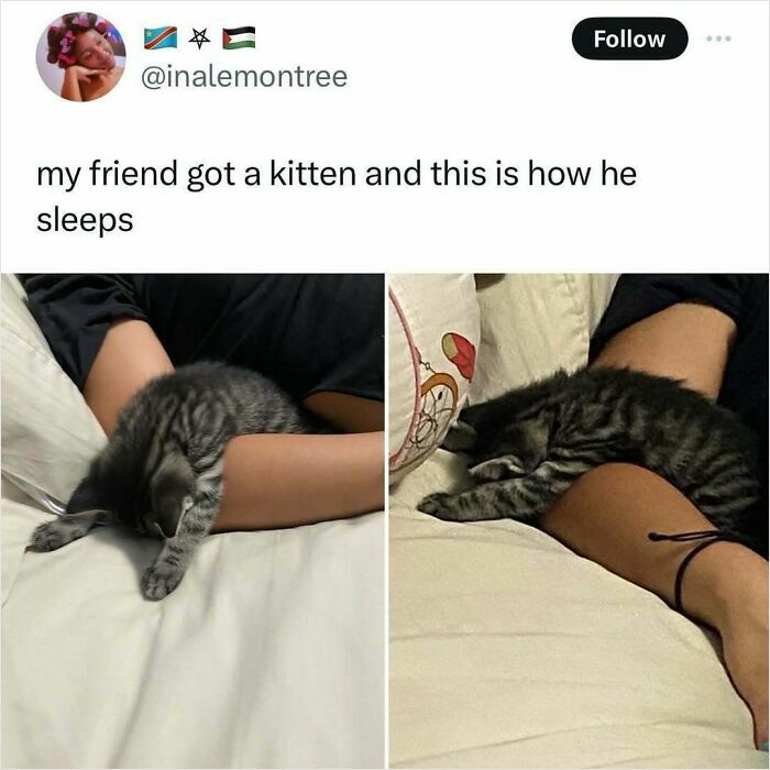 50 Times Cats Were “Weird Little Guys” And Got Featured On This Popular IG Account (New Pics) 50 Times Cats Were “Weird Little Guys” And Got Featured On This Popular IG Account (New Pics)