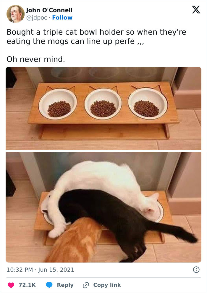 50 Times Cats Were “Weird Little Guys” And Got Featured On This Popular IG Account (New Pics) 50 Times Cats Were “Weird Little Guys” And Got Featured On This Popular IG Account (New Pics)