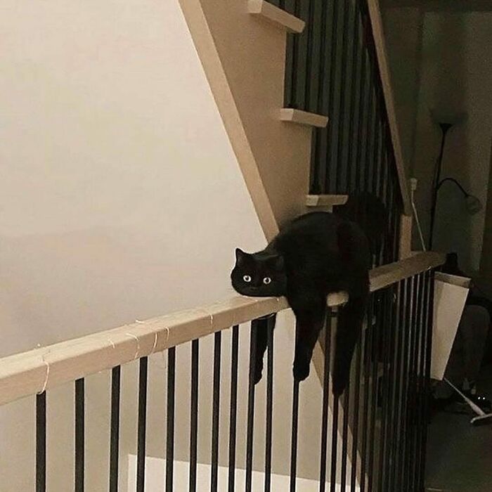 50 Times Cats Were “Weird Little Guys” And Got Featured On This Popular IG Account (New Pics) 50 Times Cats Were “Weird Little Guys” And Got Featured On This Popular IG Account (New Pics)