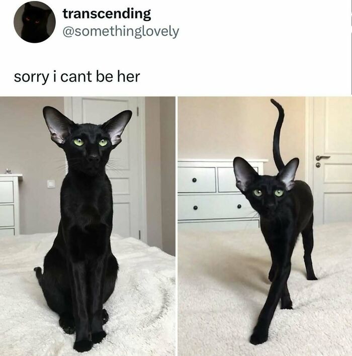 50 Times Cats Were “Weird Little Guys” And Got Featured On This Popular IG Account (New Pics) 50 Times Cats Were “Weird Little Guys” And Got Featured On This Popular IG Account (New Pics)