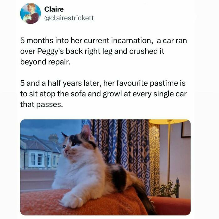 50 Times Cats Were “Weird Little Guys” And Got Featured On This Popular IG Account (New Pics) 50 Times Cats Were “Weird Little Guys” And Got Featured On This Popular IG Account (New Pics)