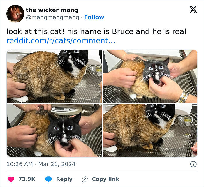 50 Times Cats Were “Weird Little Guys” And Got Featured On This Popular IG Account (New Pics) 50 Times Cats Were “Weird Little Guys” And Got Featured On This Popular IG Account (New Pics)