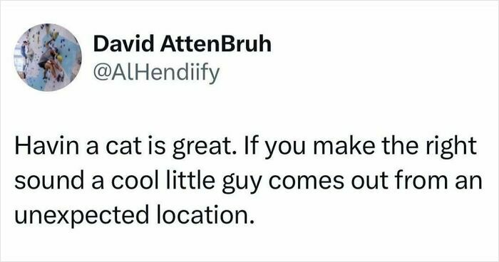 50 Times Cats Were “Weird Little Guys” And Got Featured On This Popular IG Account (New Pics) 50 Times Cats Were “Weird Little Guys” And Got Featured On This Popular IG Account (New Pics)