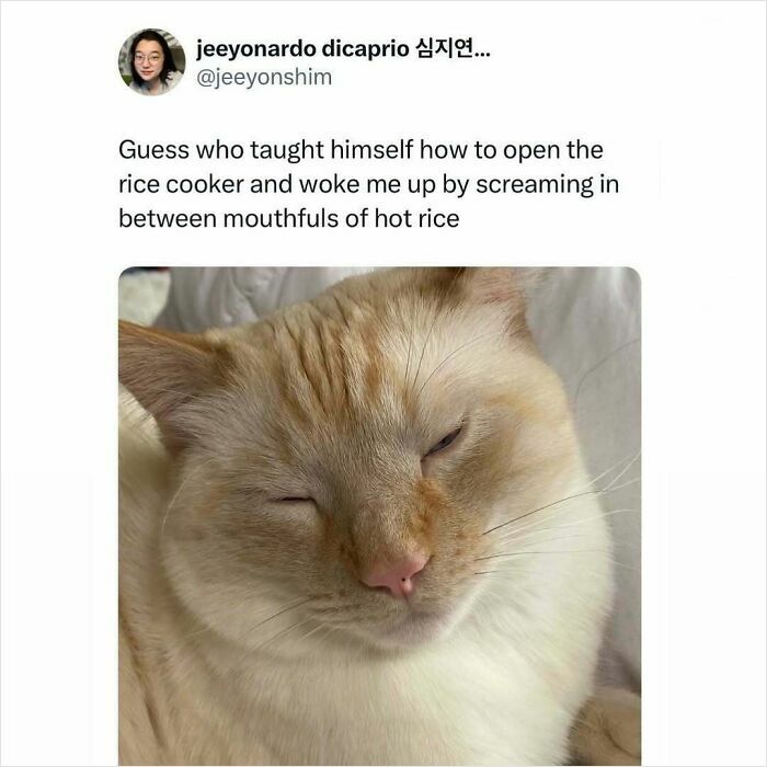 50 Times Cats Were “Weird Little Guys” And Got Featured On This Popular IG Account (New Pics) 50 Times Cats Were “Weird Little Guys” And Got Featured On This Popular IG Account (New Pics)