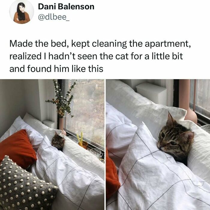 50 Times Cats Were “Weird Little Guys” And Got Featured On This Popular IG Account (New Pics) 50 Times Cats Were “Weird Little Guys” And Got Featured On This Popular IG Account (New Pics)