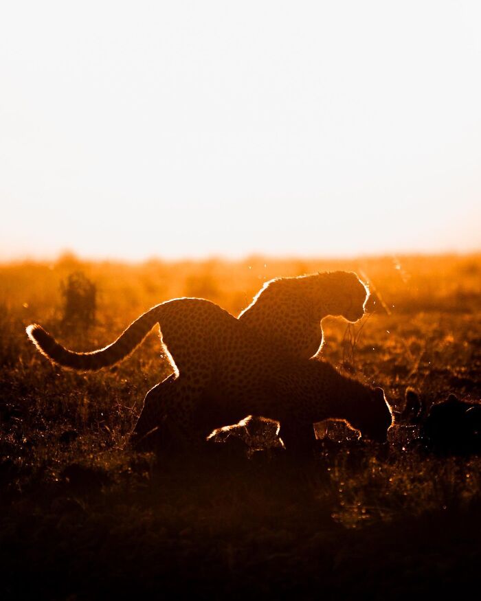 This Photographer Captured 30 Breathtaking Animal Silhouettes At Golden Hour This Photographer Captured 30 Breathtaking Animal Silhouettes At Golden Hour