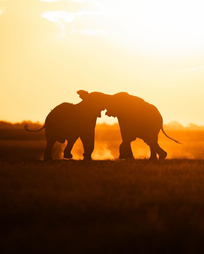 This Photographer Captured 30 Breathtaking Animal Silhouettes At Golden Hour This Photographer Captured 30 Breathtaking Animal Silhouettes At Golden Hour