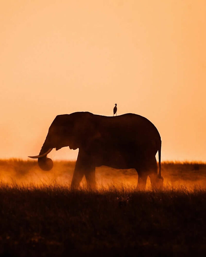 This Photographer Captured 30 Breathtaking Animal Silhouettes At Golden Hour This Photographer Captured 30 Breathtaking Animal Silhouettes At Golden Hour
