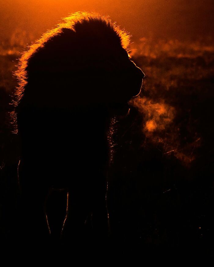 This Photographer Captured 30 Breathtaking Animal Silhouettes At Golden Hour This Photographer Captured 30 Breathtaking Animal Silhouettes At Golden Hour