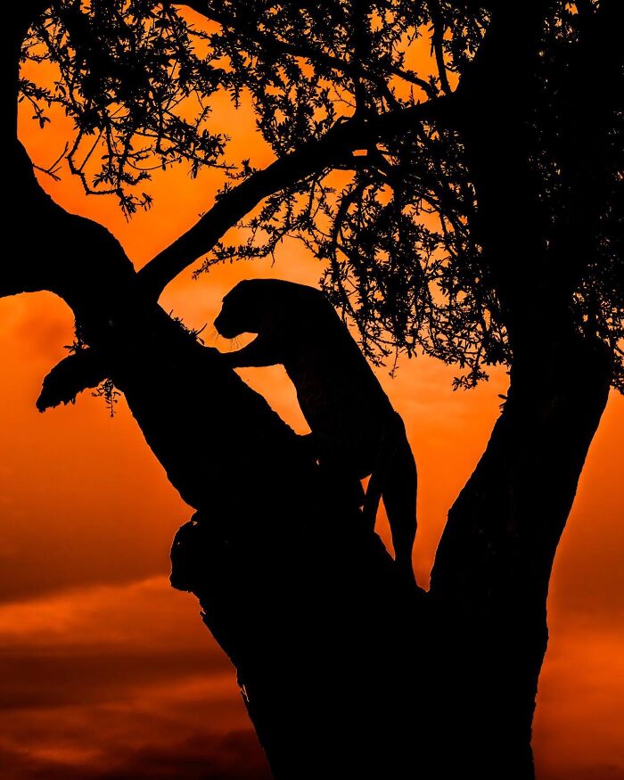 This Photographer Captured 30 Breathtaking Animal Silhouettes At Golden Hour This Photographer Captured 30 Breathtaking Animal Silhouettes At Golden Hour