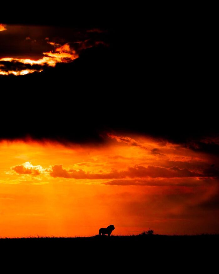 This Photographer Captured 30 Breathtaking Animal Silhouettes At Golden Hour This Photographer Captured 30 Breathtaking Animal Silhouettes At Golden Hour