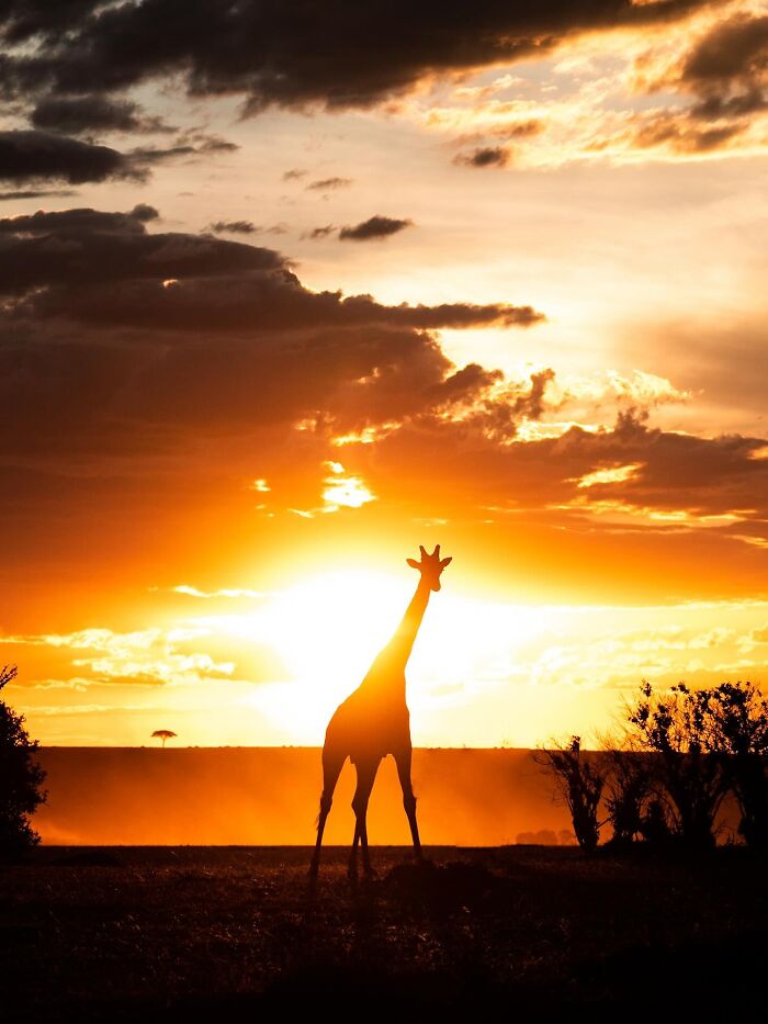 This Photographer Captured 30 Breathtaking Animal Silhouettes At Golden Hour This Photographer Captured 30 Breathtaking Animal Silhouettes At Golden Hour