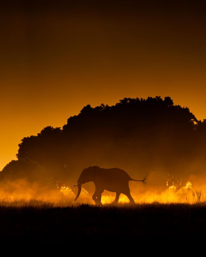 This Photographer Captured 30 Breathtaking Animal Silhouettes At Golden Hour This Photographer Captured 30 Breathtaking Animal Silhouettes At Golden Hour