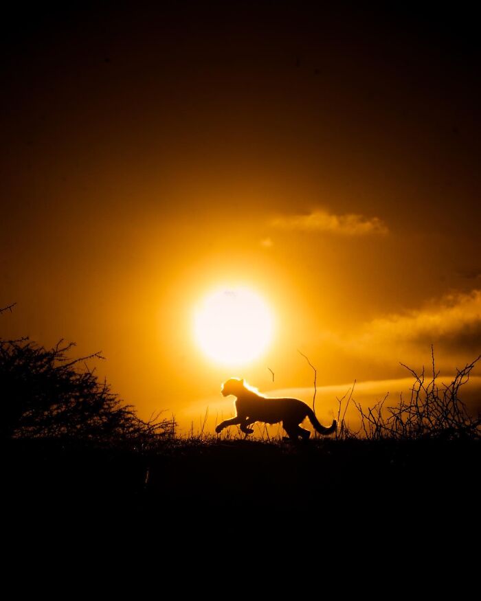 This Photographer Captured 30 Breathtaking Animal Silhouettes At Golden Hour This Photographer Captured 30 Breathtaking Animal Silhouettes At Golden Hour