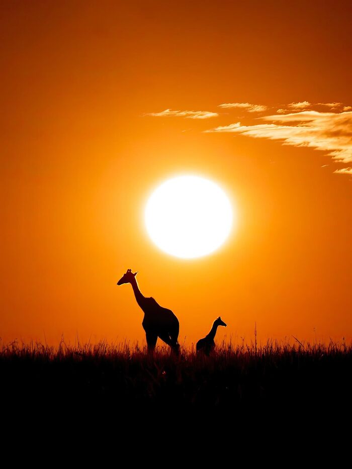 This Photographer Captured 30 Breathtaking Animal Silhouettes At Golden Hour This Photographer Captured 30 Breathtaking Animal Silhouettes At Golden Hour