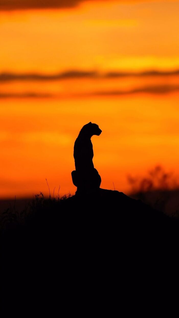This Photographer Captured 30 Breathtaking Animal Silhouettes At Golden Hour This Photographer Captured 30 Breathtaking Animal Silhouettes At Golden Hour