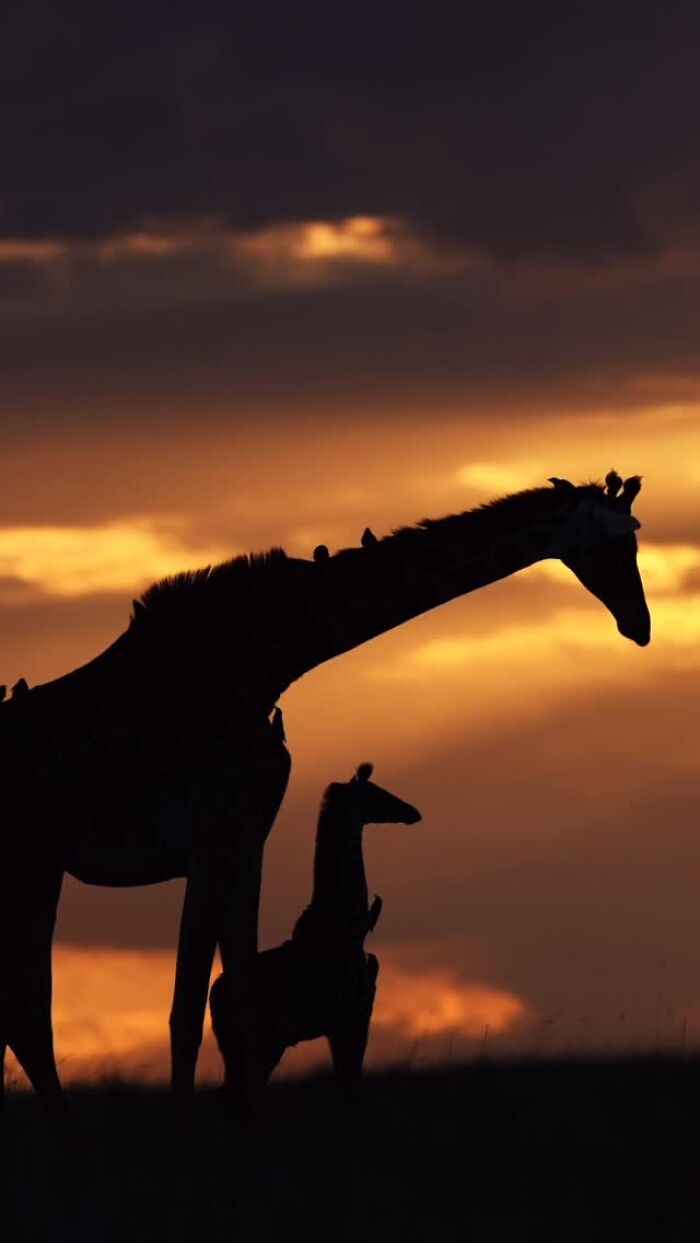 This Photographer Captured 30 Breathtaking Animal Silhouettes At Golden Hour This Photographer Captured 30 Breathtaking Animal Silhouettes At Golden Hour