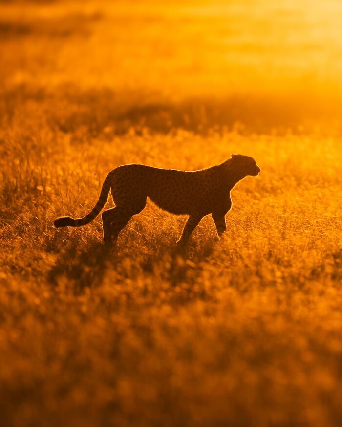 This Photographer Captured 30 Breathtaking Animal Silhouettes At Golden Hour This Photographer Captured 30 Breathtaking Animal Silhouettes At Golden Hour