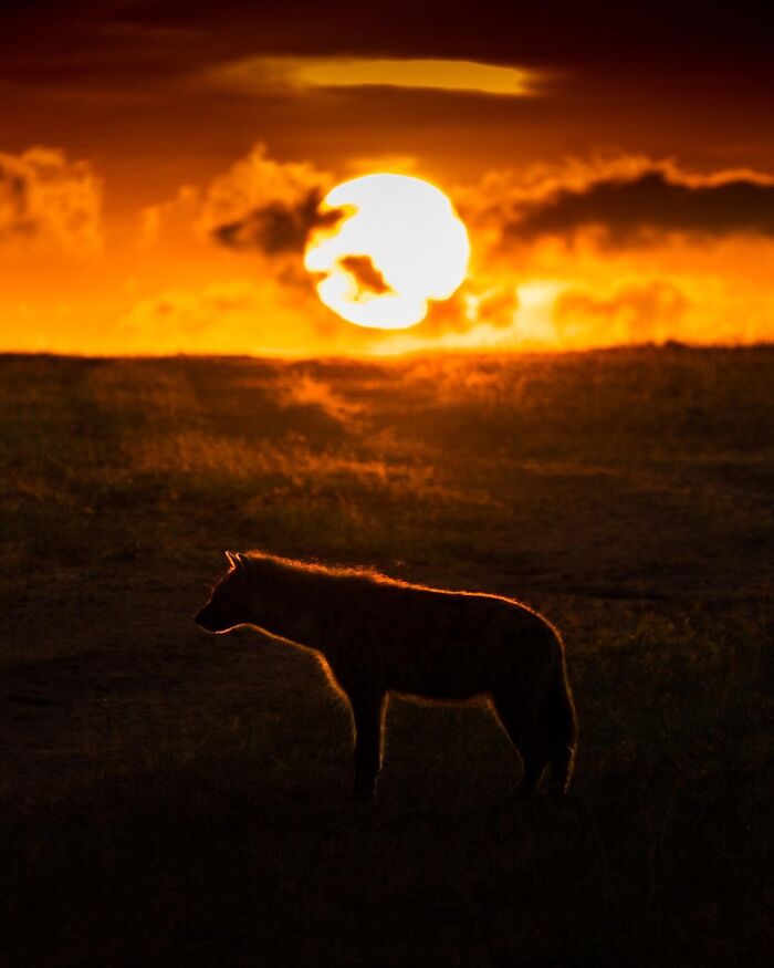 This Photographer Captured 30 Breathtaking Animal Silhouettes At Golden Hour This Photographer Captured 30 Breathtaking Animal Silhouettes At Golden Hour
