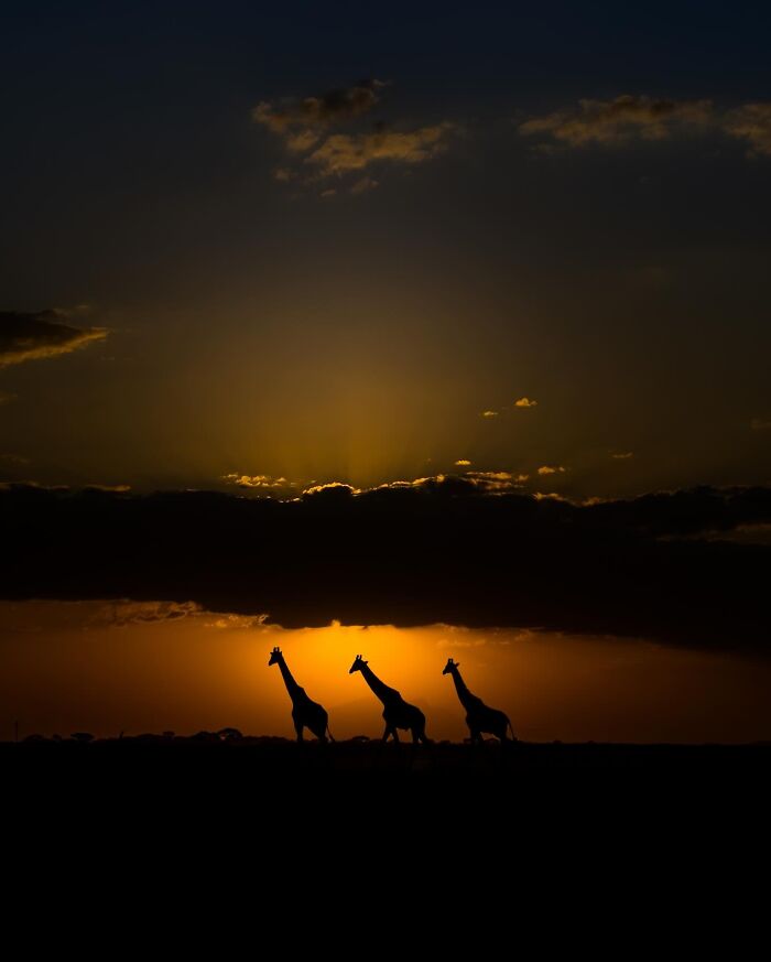 This Photographer Captured 30 Breathtaking Animal Silhouettes At Golden Hour This Photographer Captured 30 Breathtaking Animal Silhouettes At Golden Hour