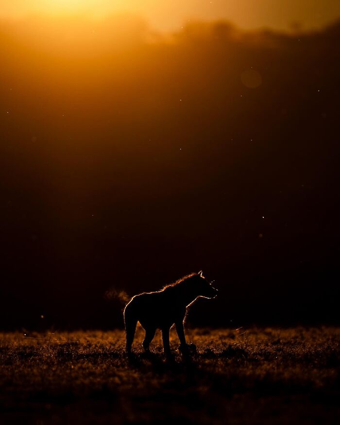 This Photographer Captured 30 Breathtaking Animal Silhouettes At Golden Hour This Photographer Captured 30 Breathtaking Animal Silhouettes At Golden Hour