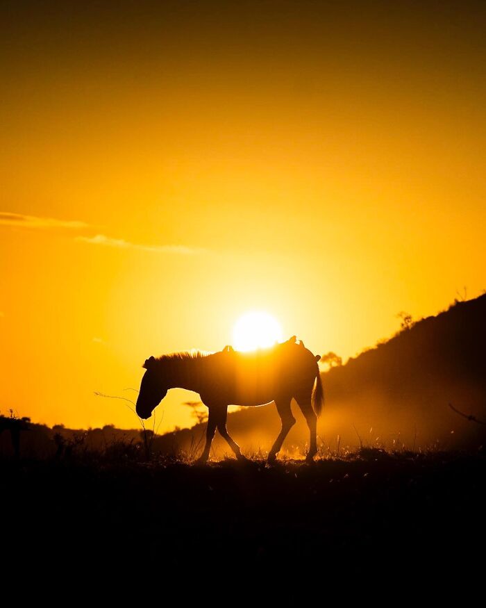 This Photographer Captured 30 Breathtaking Animal Silhouettes At Golden Hour This Photographer Captured 30 Breathtaking Animal Silhouettes At Golden Hour