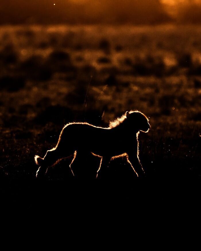 This Photographer Captured 30 Breathtaking Animal Silhouettes At Golden Hour This Photographer Captured 30 Breathtaking Animal Silhouettes At Golden Hour