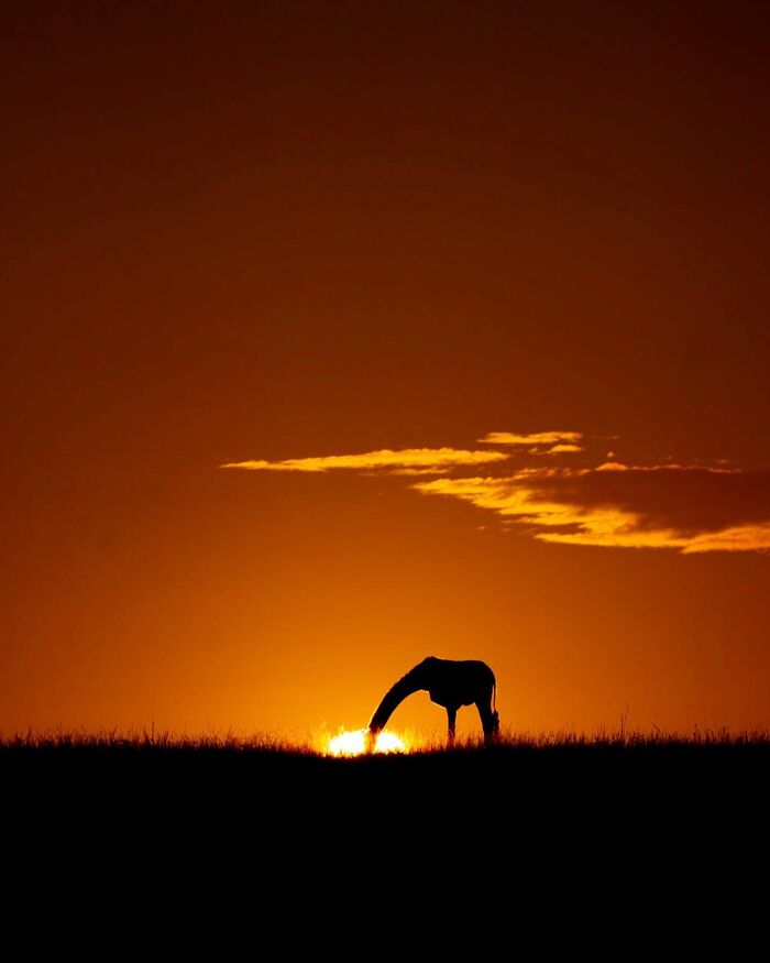 This Photographer Captured 30 Breathtaking Animal Silhouettes At Golden Hour This Photographer Captured 30 Breathtaking Animal Silhouettes At Golden Hour