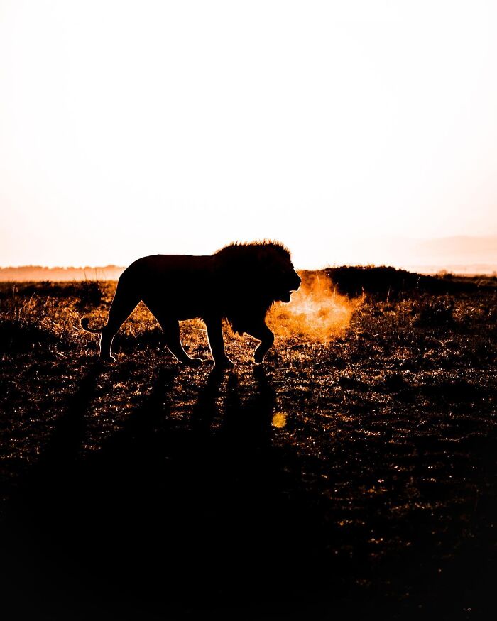 This Photographer Captured 30 Breathtaking Animal Silhouettes At Golden Hour This Photographer Captured 30 Breathtaking Animal Silhouettes At Golden Hour