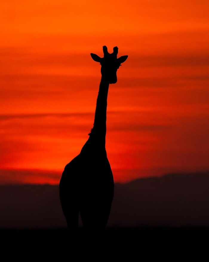 This Photographer Captured 30 Breathtaking Animal Silhouettes At Golden Hour This Photographer Captured 30 Breathtaking Animal Silhouettes At Golden Hour