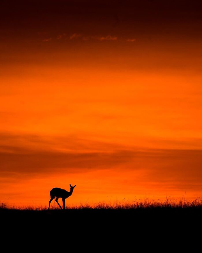 This Photographer Captured 30 Breathtaking Animal Silhouettes At Golden Hour This Photographer Captured 30 Breathtaking Animal Silhouettes At Golden Hour