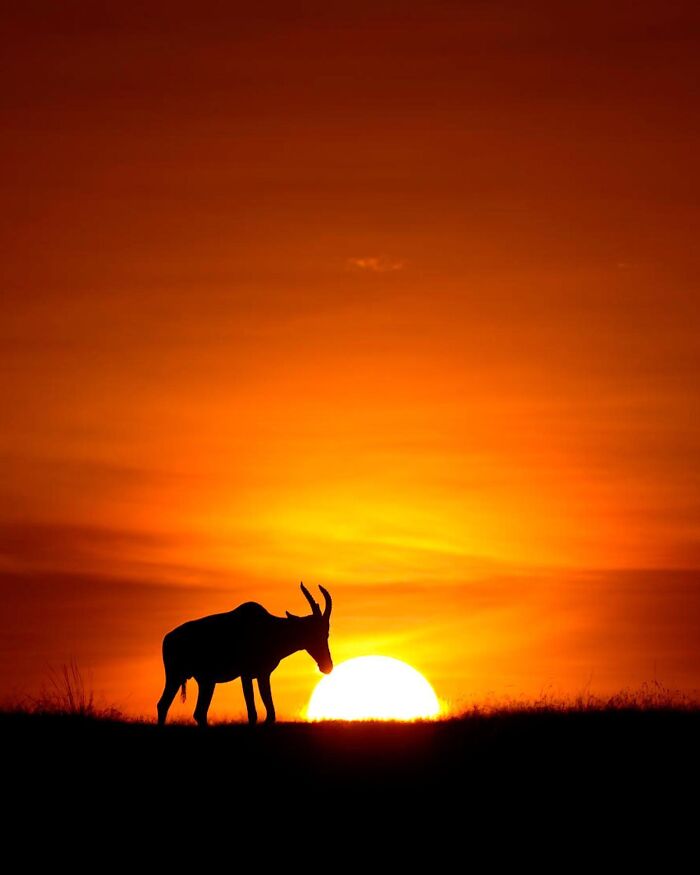 This Photographer Captured 30 Breathtaking Animal Silhouettes At Golden Hour This Photographer Captured 30 Breathtaking Animal Silhouettes At Golden Hour