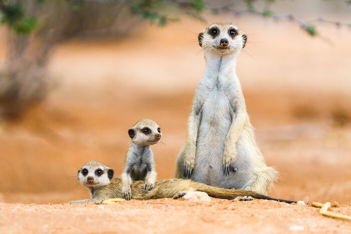 I Spent Way Too Much Time With Meerkats: Here Are 32 Hilarious Moments I Captured