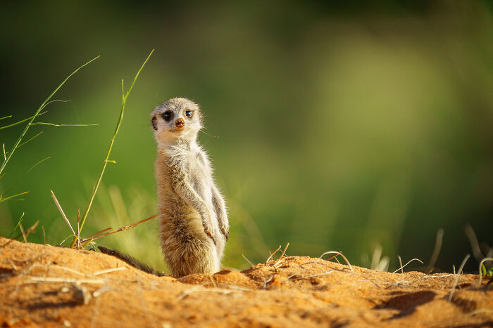 I Spent Way Too Much Time With Meerkats: Here Are 32 Hilarious Moments I Captured