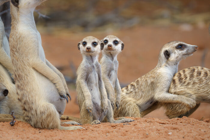 I Spent Way Too Much Time With Meerkats: Here Are 32 Hilarious Moments I Captured