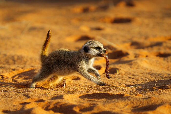 I Spent Way Too Much Time With Meerkats: Here Are 32 Hilarious Moments I Captured
