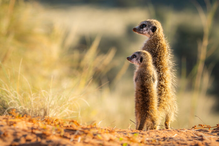 I Spent Way Too Much Time With Meerkats: Here Are 32 Hilarious Moments I Captured