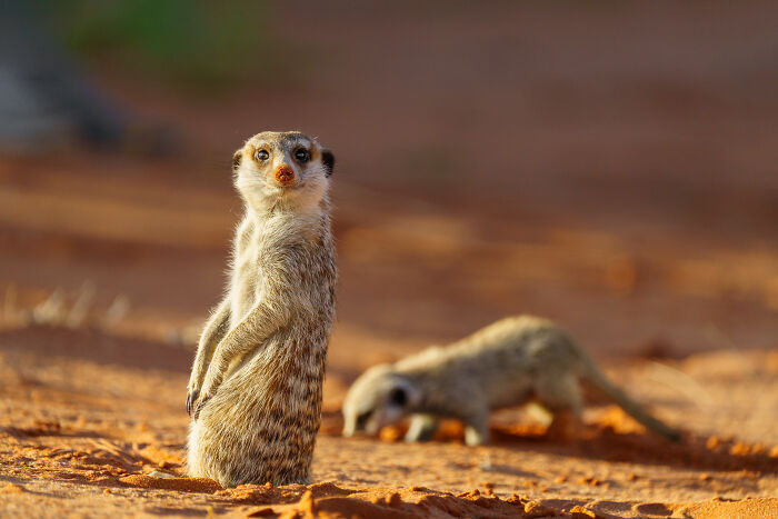 I Spent Way Too Much Time With Meerkats: Here Are 32 Hilarious Moments I Captured