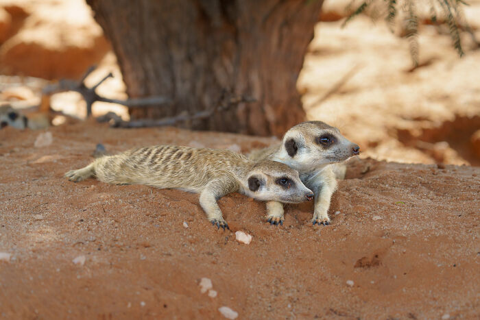 I Spent Way Too Much Time With Meerkats: Here Are 32 Hilarious Moments I Captured