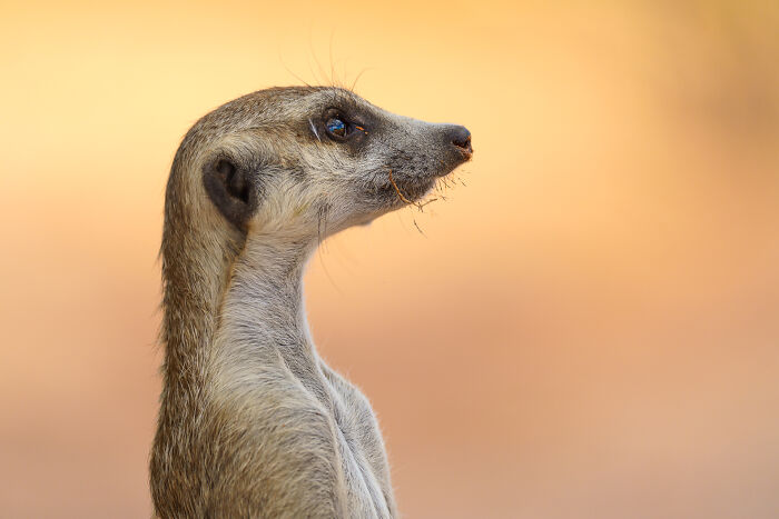 I Spent Way Too Much Time With Meerkats: Here Are 32 Hilarious Moments I Captured
