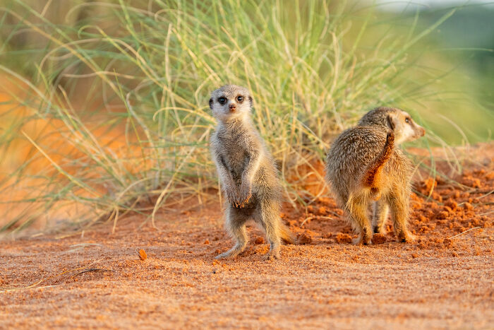 I Spent Way Too Much Time With Meerkats: Here Are 32 Hilarious Moments I Captured