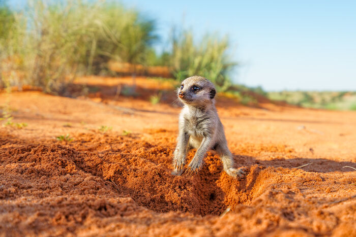 I Spent Way Too Much Time With Meerkats: Here Are 32 Hilarious Moments I Captured