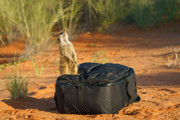 I Spent Way Too Much Time With Meerkats: Here Are 32 Hilarious Moments I Captured