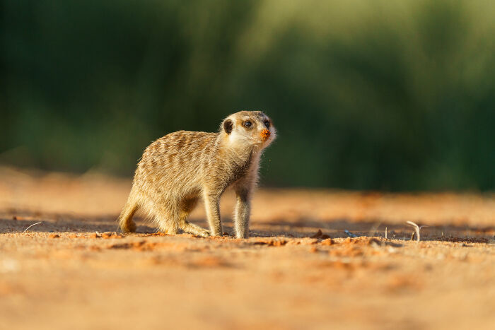 I Spent Way Too Much Time With Meerkats: Here Are 32 Hilarious Moments I Captured